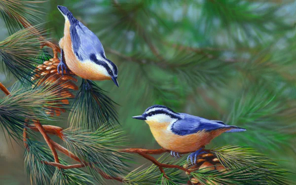  Red-Breasted Nuthatches on Pine Tree Branch