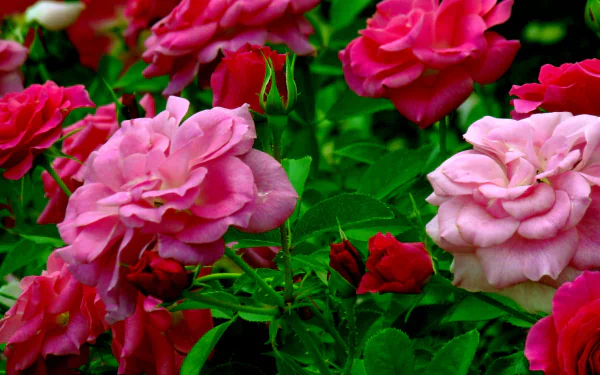  Light and Dark Pink Roses