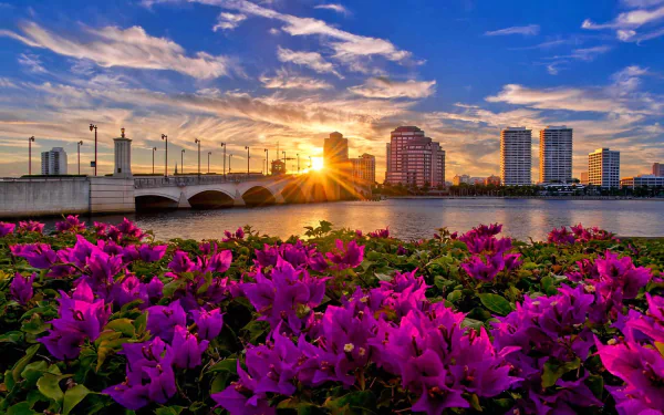 Sunset over a Florida city with a bridge, purple flowers in the foreground, and sunbeams highlighting the USA skyline in this HD desktop wallpaper.