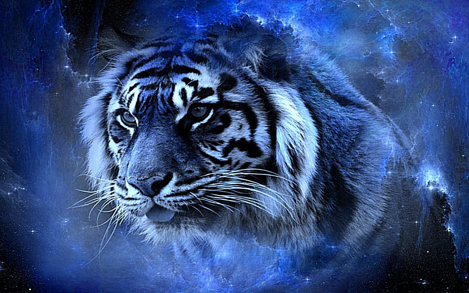 blue tiger wallpaper