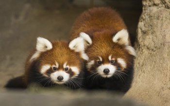 240 Red Panda Hd Wallpapers Background Images