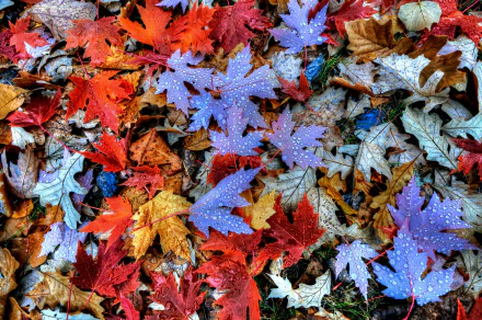 water drop fall dew drop maple leaf nature leaf HD Desktop Wallpaper | Background Image
