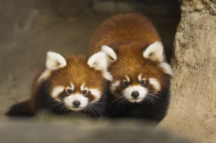 Two adorable red pandas are captured in a close-up at the Chicago Zoo, showcasing their vibrant fur and playful expressions, creating an engaging HD desktop wallpaper.