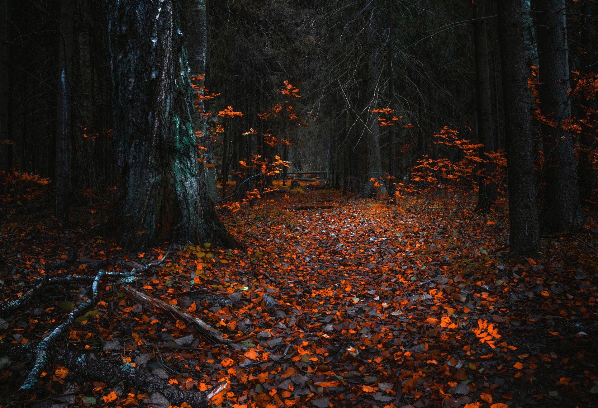 Autumn Pathway: Serene Forest HD Wallpaper