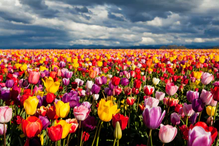 A vibrant tulip field in full bloom stretches under a dramatic sky, showcasing a colorful array of flowers in this nature-inspired HD desktop wallpaper and background.