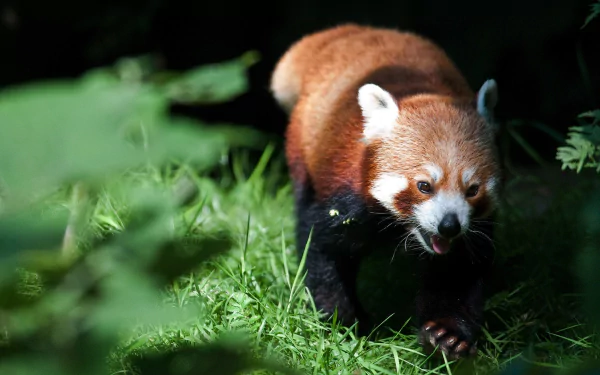 minor panda Animal red panda HD Desktop Wallpaper | Background Image