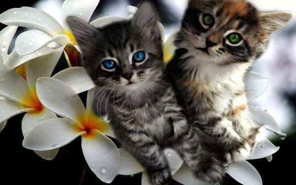 Two adorable kittens with blue and green eyes sit among vibrant plumeria flowers, creating a charming and colorful HD desktop wallpaper.