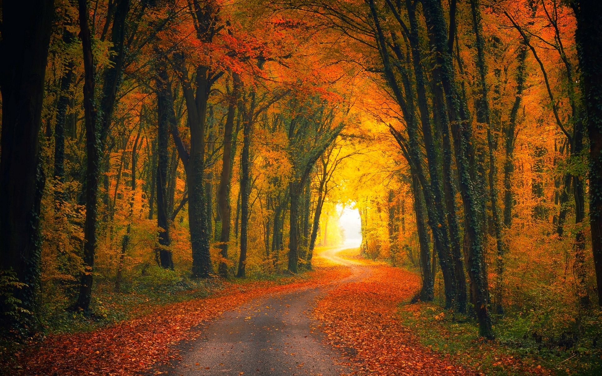 Road in Autumn Forest