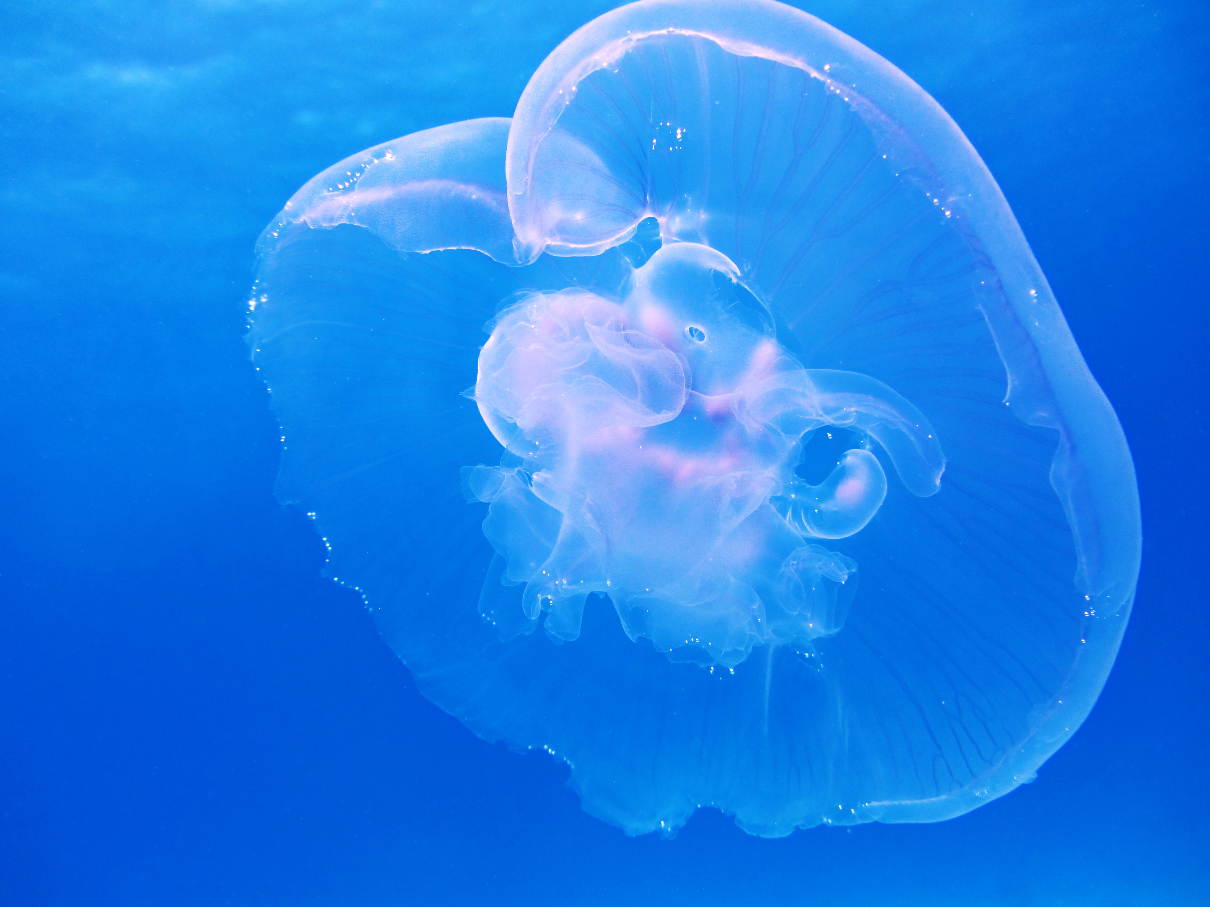 Download Blue Underwater Animal Jellyfish 4k Ultra HD Wallpaper