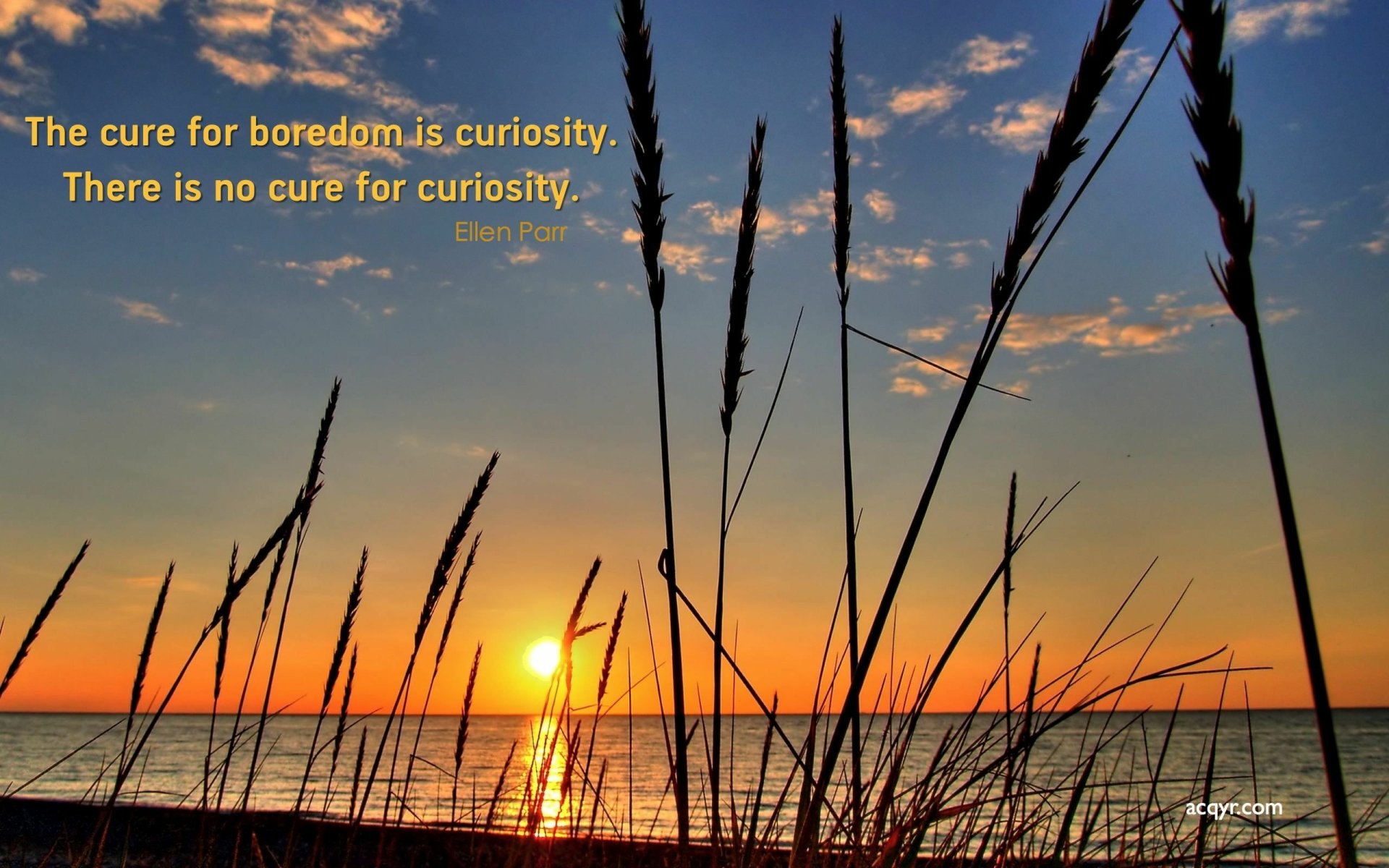 Download Statement Sunrise Misc Quote HD Wallpaper