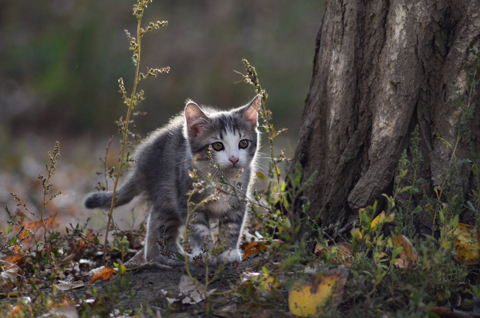 HD desktop wallpaper of a curious kitten exploring near a tree trunk with soft bokeh background, highlighting the delicate details of this adorable animal.