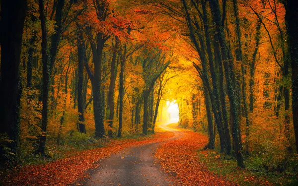 A serene autumn scene featuring a winding road through a golden-hued forest, where vibrant fall leaves create a picturesque backdrop for this HD desktop wallpaper.