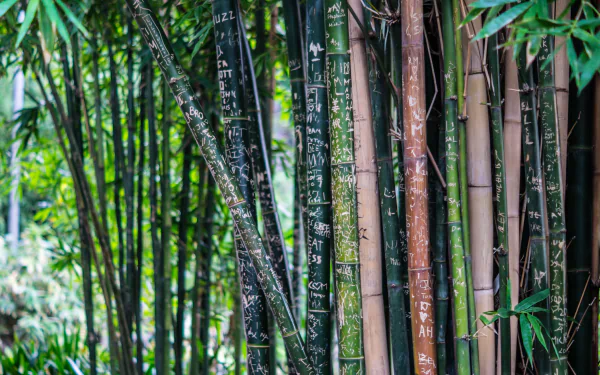 Close-up of bamboo stalks with carved markings, surrounded by leaves and a soft bokeh background in a vibrant 4K Ultra HD nature scene.
