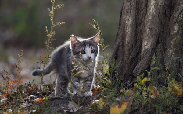 Animal Cat Cats Bokeh Kitten HD Wallpaper | Background Image