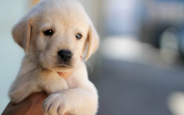 Close-up of a cute Labrador Retriever puppy. The HD image captures the adorable expression of the young dog, making it a charming wallpaper and background for your desktop.