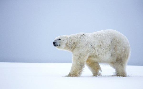 Animal Polar Bear Bears Bear Snow HD Wallpaper | Background Image