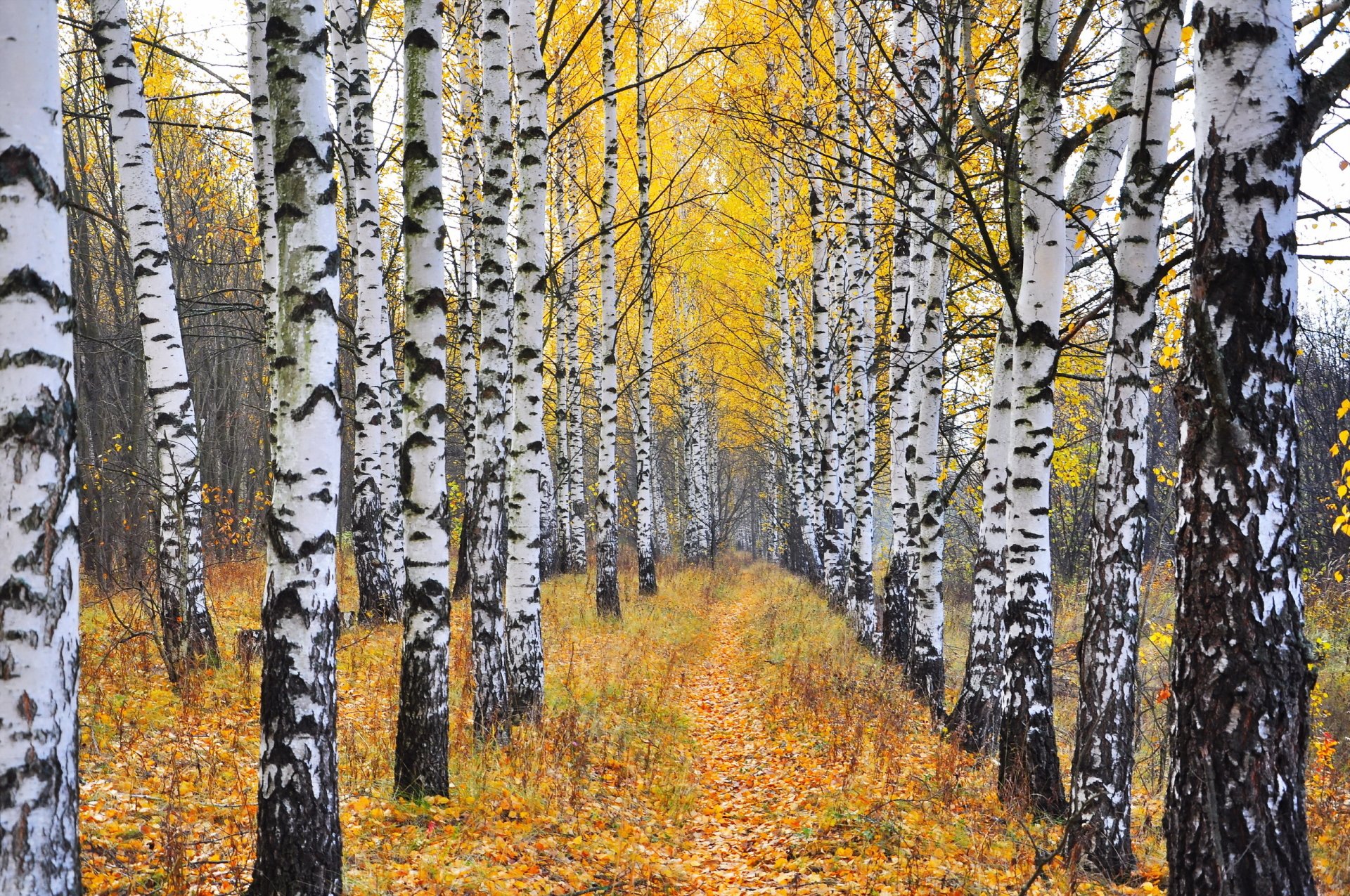 Download Leaf Forest Path Nature Fall Birch HD Wallpaper