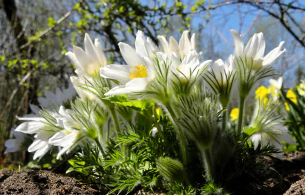 Close-up of delicate white anemone flowers bathed in spring sunlight, set against a vibrant green background, creating a serene nature scene for a high-definition desktop wallpaper.