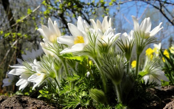 Earth Anemone Flowers Spring Flower Nature White Flower Close-Up HD Wallpaper | Background Image