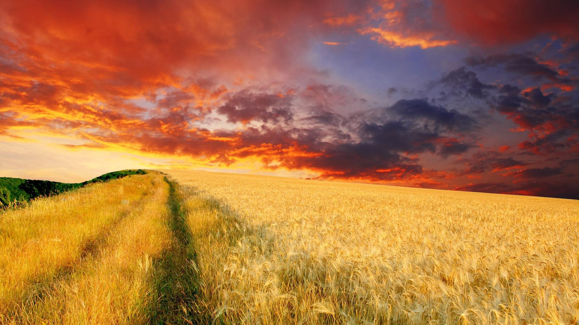 Download Nature Wheat Field Sunset Cloud Sky HD Wallpaper