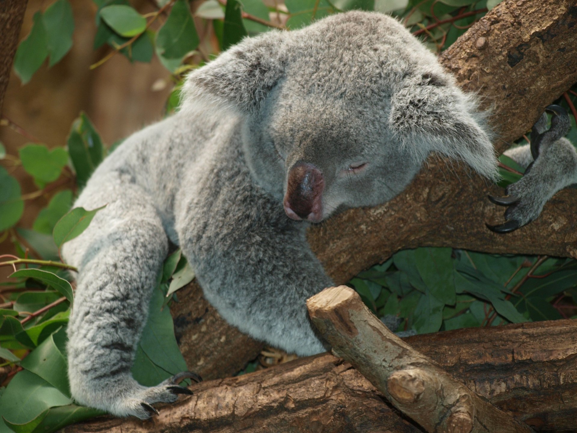 Download Koala Bear Sleeping Branch Animal Koala HD Wallpaper