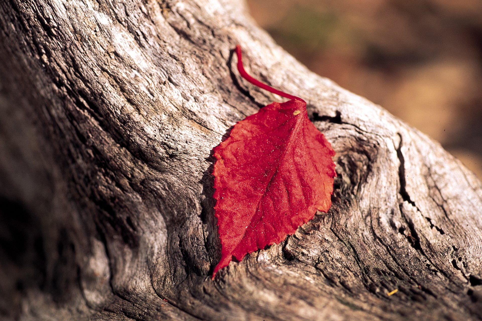 A close-up of a vibrant red leaf resting on textured wood, showcasing the beauty of nature in a serene setting. This HD image serves as an elegant desktop wallpaper.