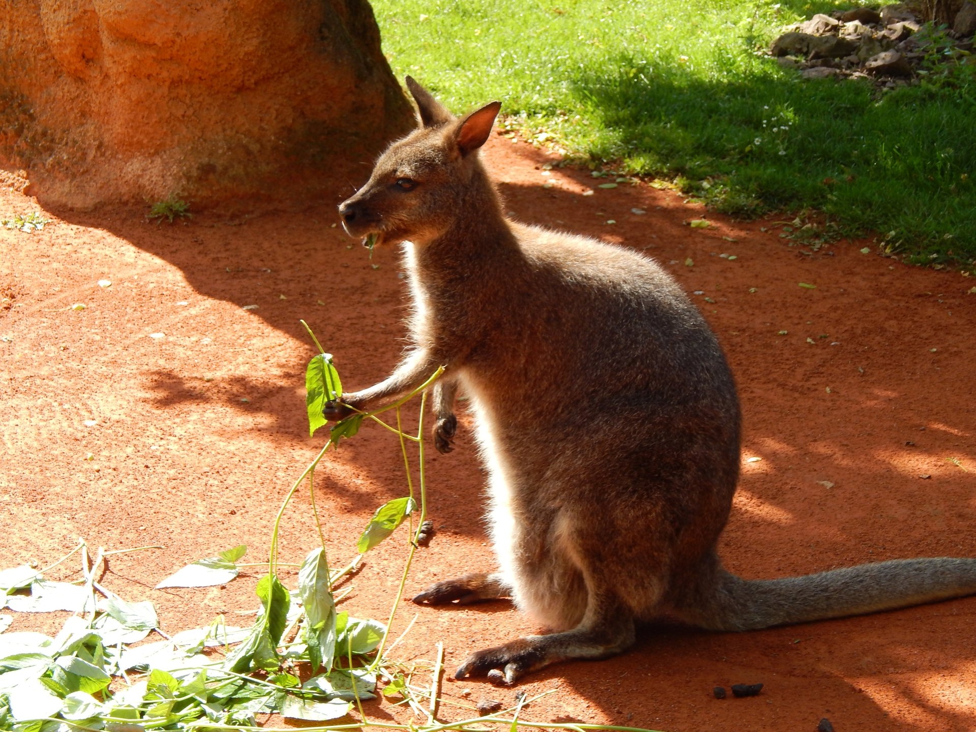Wallaby 4k Wallpapers