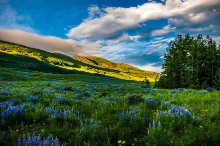 A vibrant meadow in Colorado showcases blue flowers against a stunning backdrop of mountains and a dramatic sky, creating a captivating natural landscape. Perfect HD wallpaper for nature lovers.