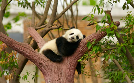 HD desktop wallpaper featuring a sleeping baby panda nestled in the branches of a tree, surrounded by lush green leaves.