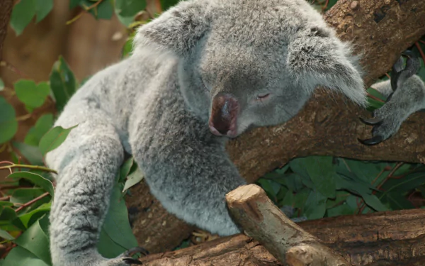 koala bear sleeping branch Animal koala HD Desktop Wallpaper | Background Image