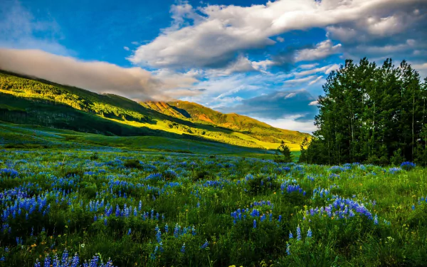 A vibrant meadow in Colorado showcases blue flowers against a stunning backdrop of mountains and a dramatic sky, creating a captivating natural landscape. Perfect HD wallpaper for nature lovers.