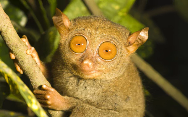 Close-up of a tarsier primate clinging to a branch, featured as an HD PC desktop wallpaper and background with vibrant natural lighting.
