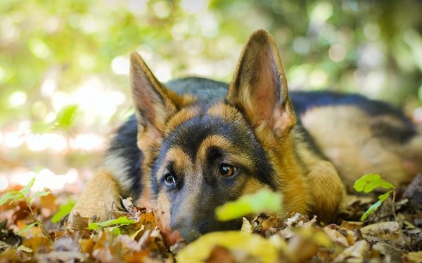 Animal German Shepherd Dogs Dog Resting Cute Close-Up Leaf Bokeh HD Wallpaper | Background Image
