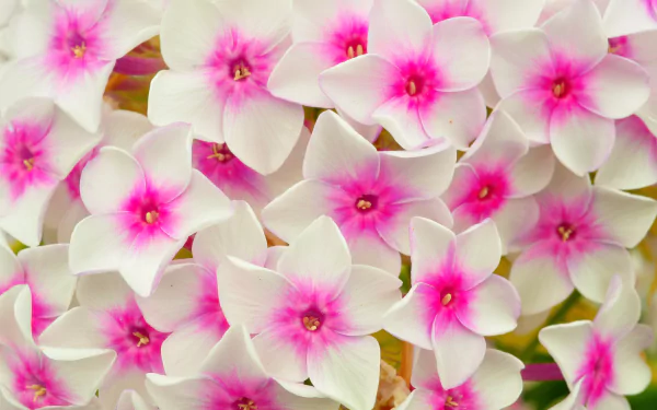  Pink and White Phlox Flowers