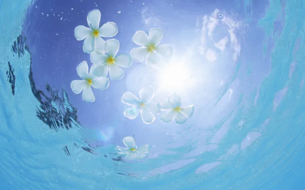 Underwater view of white frangipani flowers floating with sunlight filtering through blue water, captured in HD for a nature-themed desktop wallpaper.