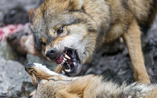 fight Animal wolf HD Desktop Wallpaper | Background Image