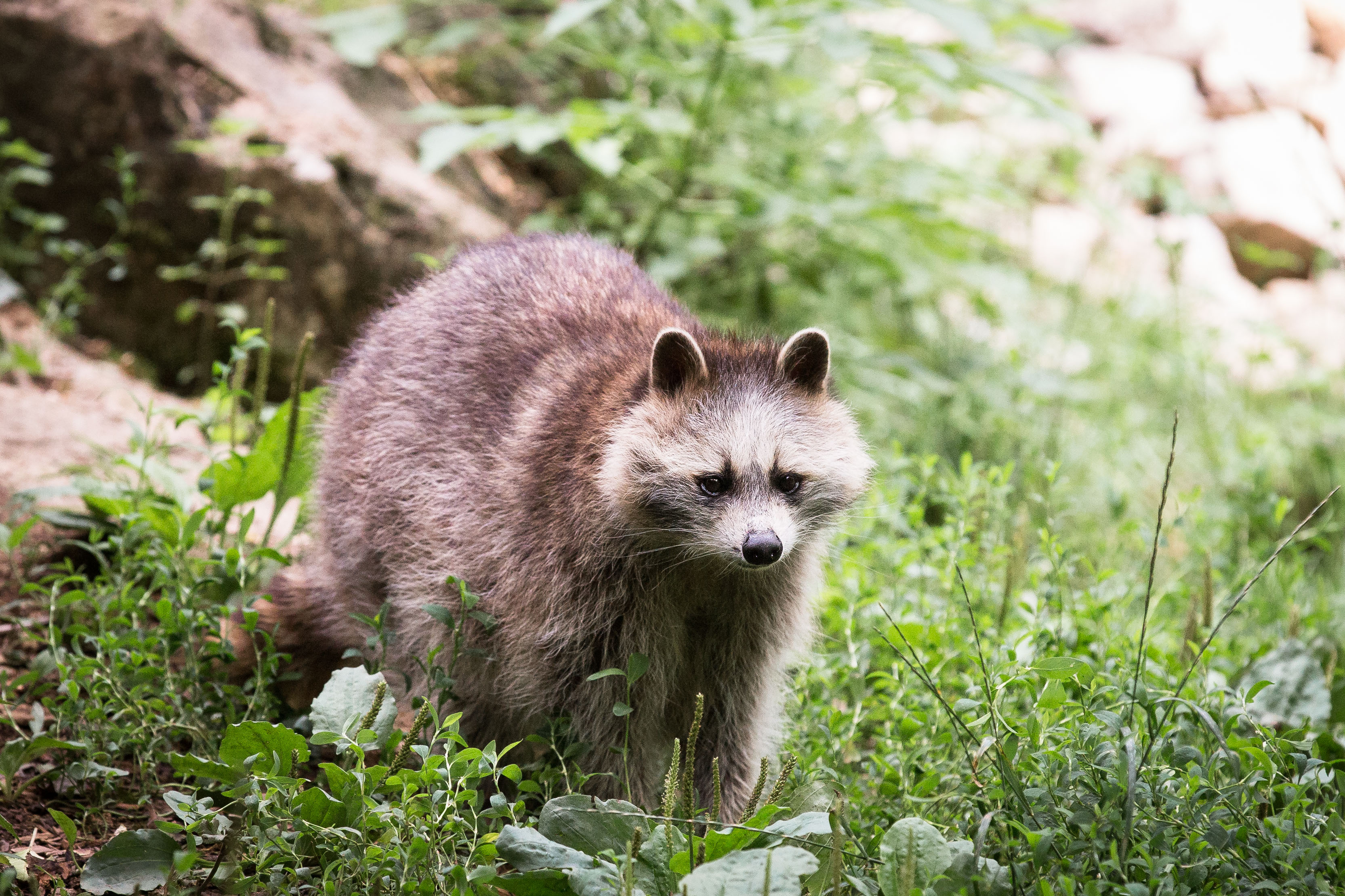 Мод на животных еноты. Swan Racoon.