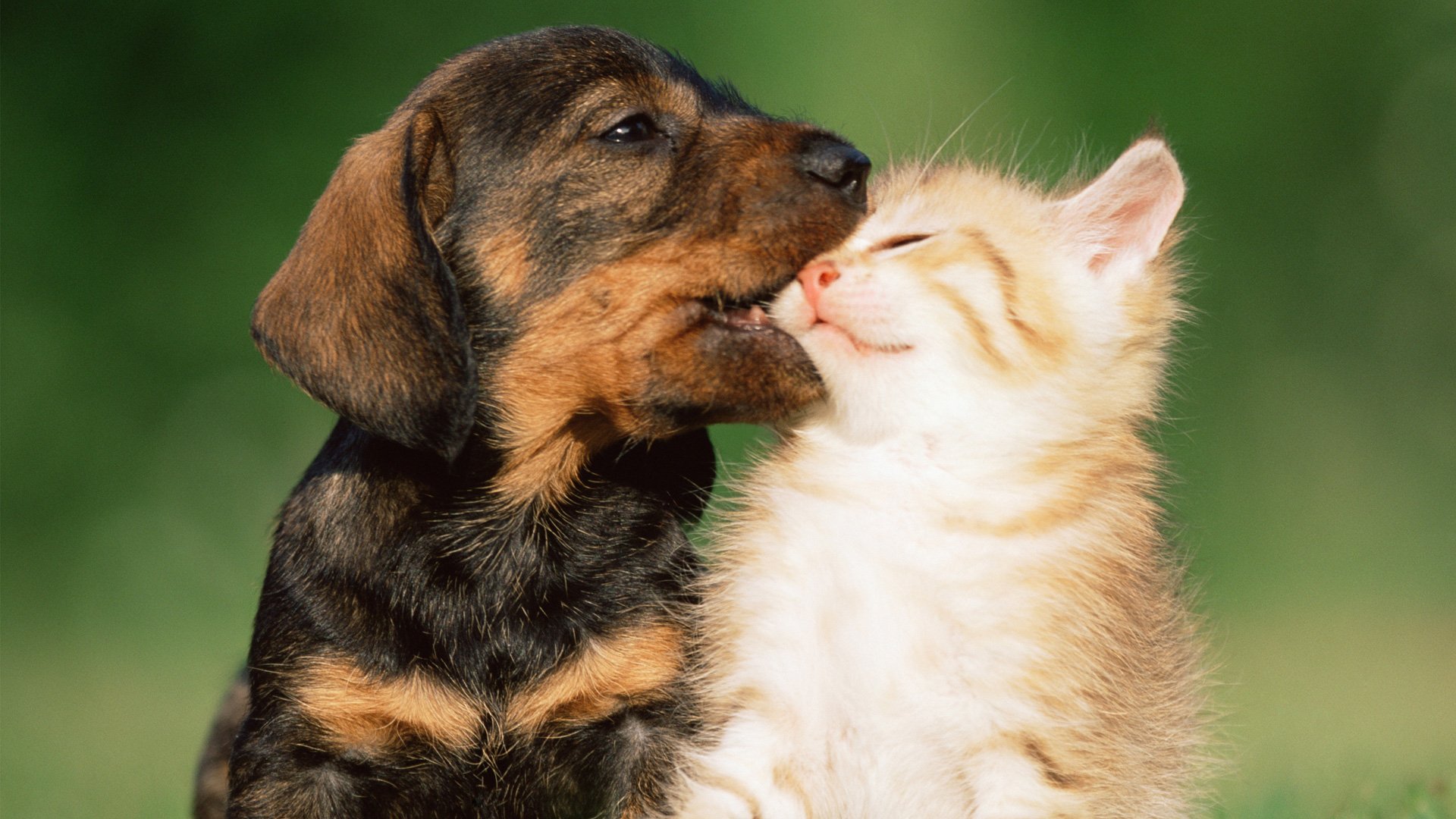 Cute Kitten Puppy HD Wallpaper Adorable Animal Friends 1920x1080 