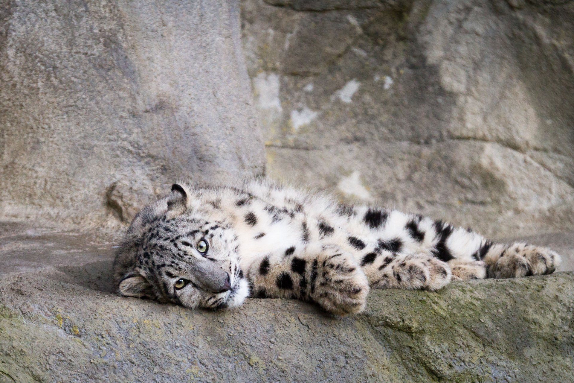 A serene snow leopard resting on a rocky surface, showcasing its distinctive spotted fur and captivating green eyes. This HD image makes a striking desktop wallpaper and background.
