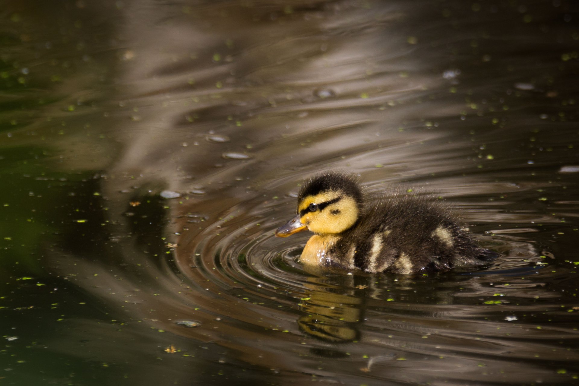 Duck HD Wallpaper | Background Image | 3294x2196 | ID:686826 ...