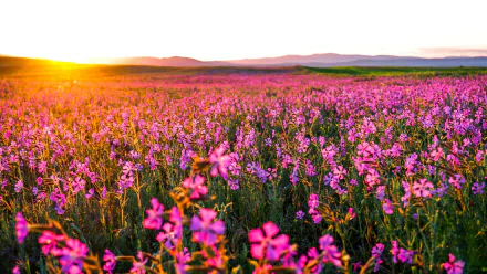 A vibrant field of pink flowers blooms under a stunning sunrise, creating a serene natural landscape that captures the beauty of morning light in nature.