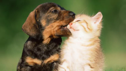 HD desktop wallpaper of a cute kitten and puppy sharing a tender moment outdoors, highlighting the charm of cats and dogs together in a heartwarming animal scene.