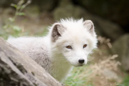 HD desktop wallpaper featuring a close-up of a white Arctic fox, also known as a polar fox, in a natural outdoor setting.