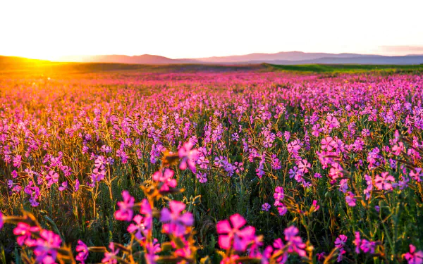 A vibrant field of pink flowers blooms under a stunning sunrise, creating a serene natural landscape that captures the beauty of morning light in nature.