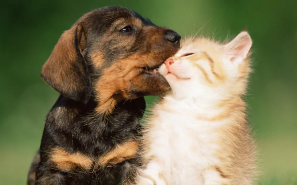 HD desktop wallpaper of a cute kitten and puppy sharing a tender moment outdoors, highlighting the charm of cats and dogs together in a heartwarming animal scene.