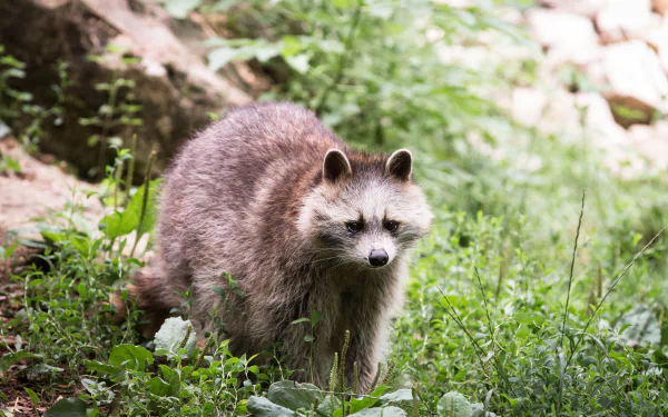 racoon Animal raccoon HD Desktop Wallpaper | Background Image