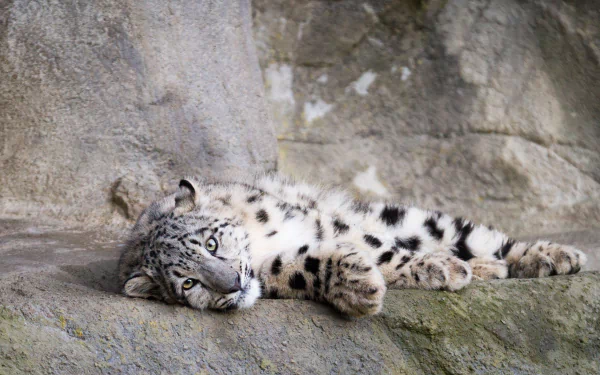 A serene snow leopard resting on a rocky surface, showcasing its distinctive spotted fur and captivating green eyes. This HD image makes a striking desktop wallpaper and background.