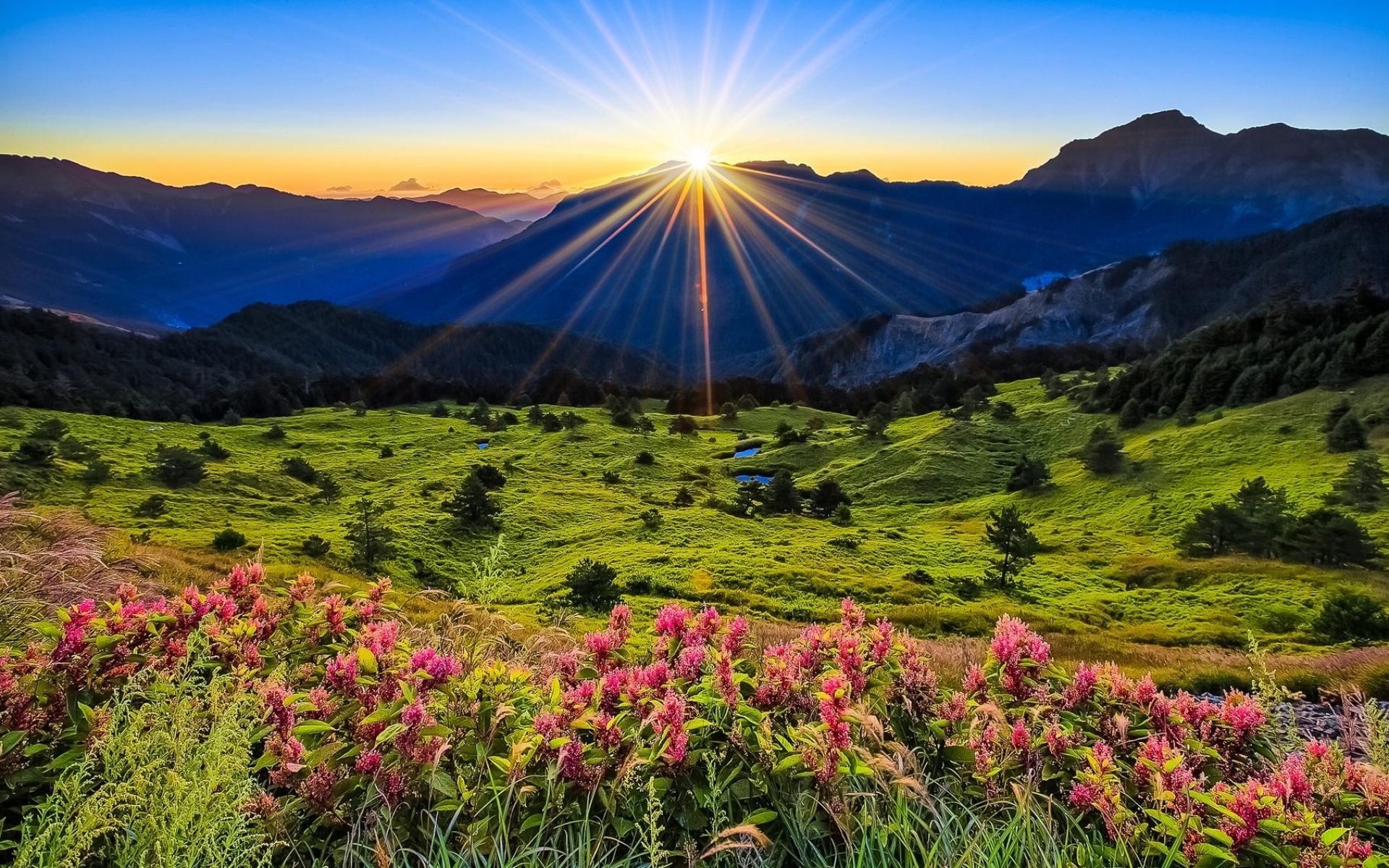 Download Flower Mountain Field Sun Sunrise Nature Landscape HD Wallpaper Download Flower Mountain Field Sun Sunrise Nature Landscape HD Wallpaper