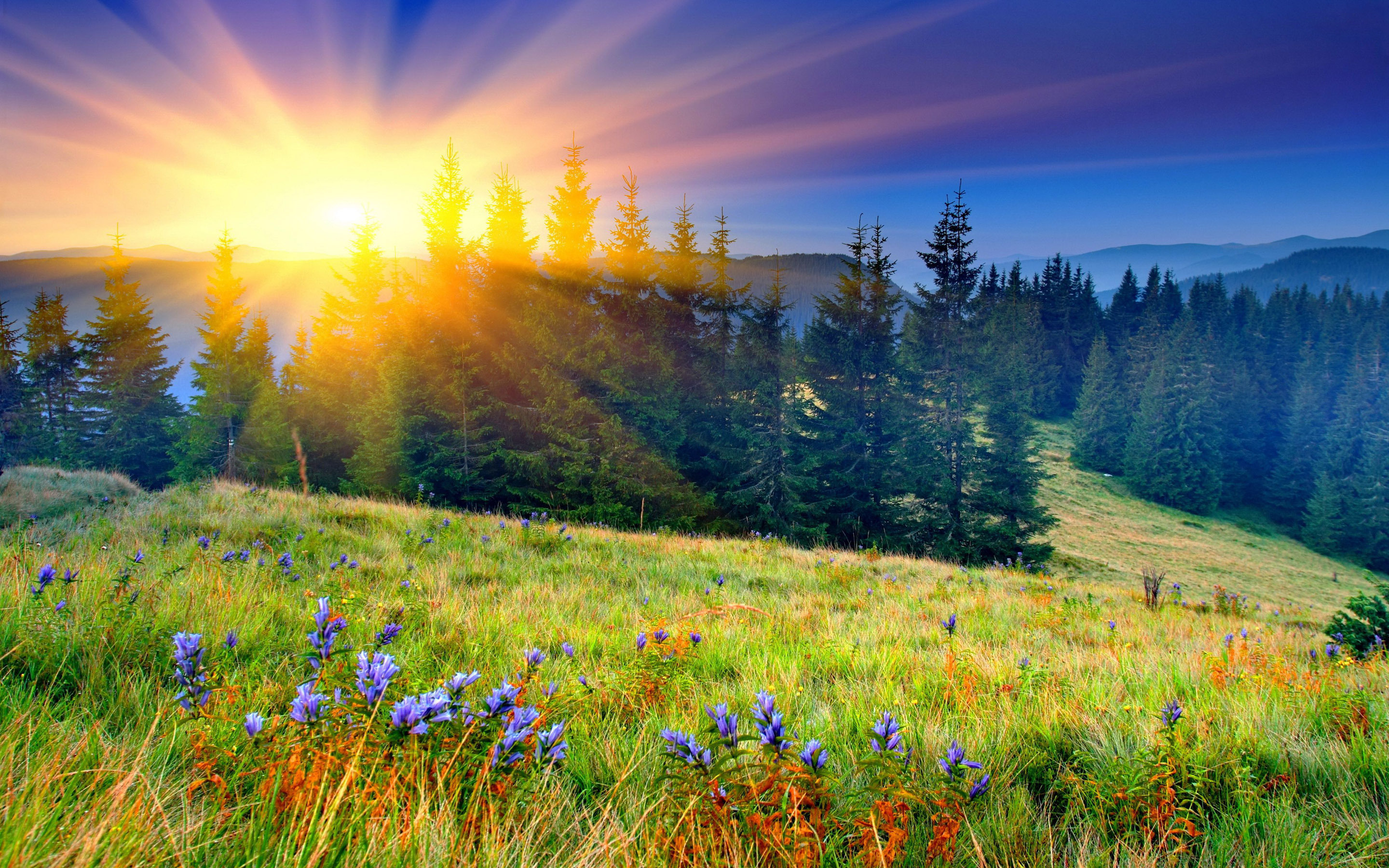 Download Sunbeam Tree Flower Field Mountain Sunset Nature Landscape Hd