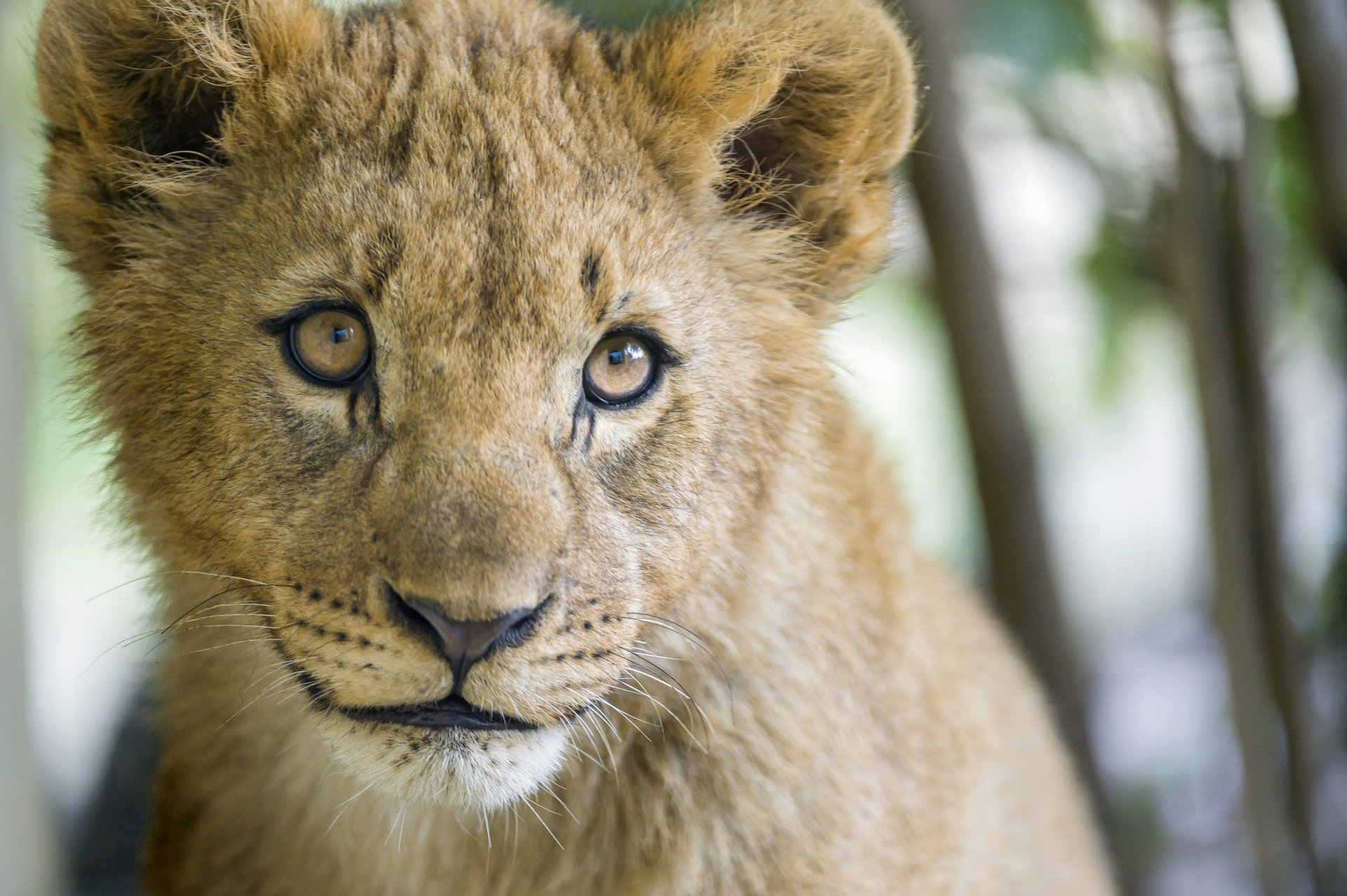 Download Cub Animal Lion 4k Ultra HD Wallpaper